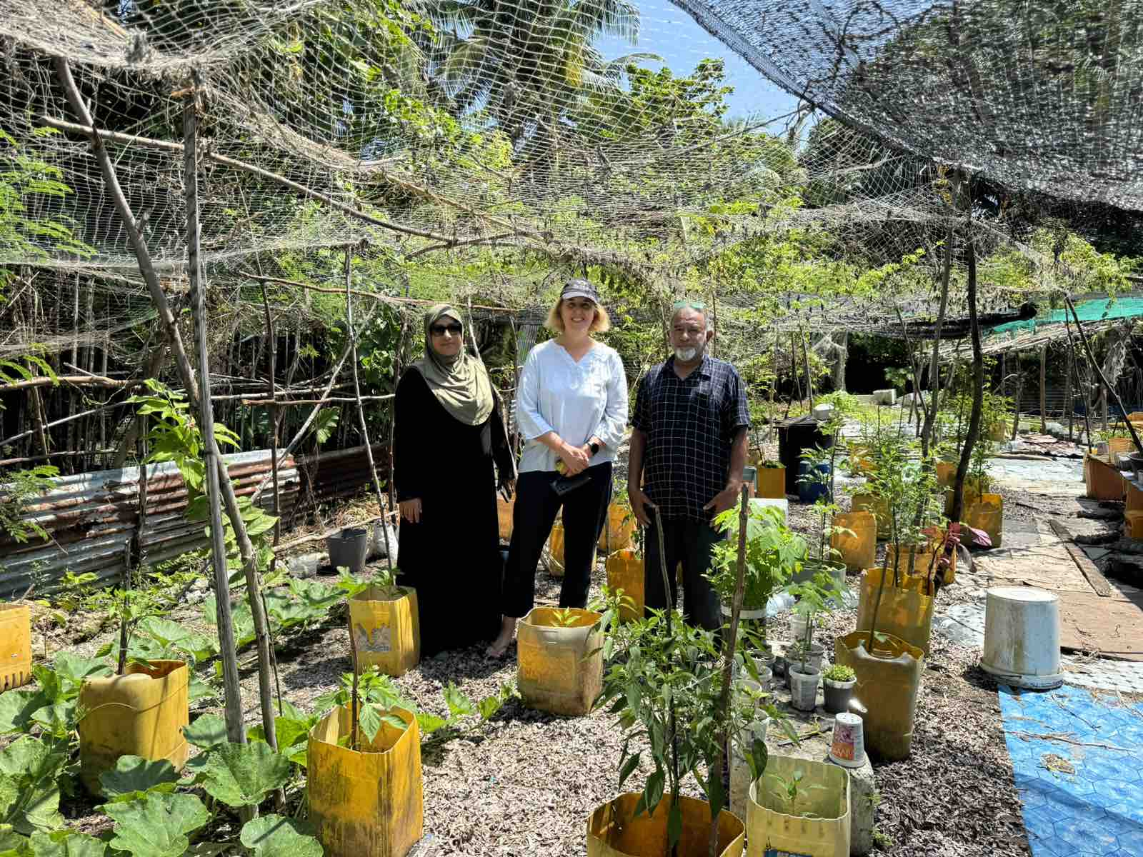 Island School Garden using seaweed and palm oil drums for planting