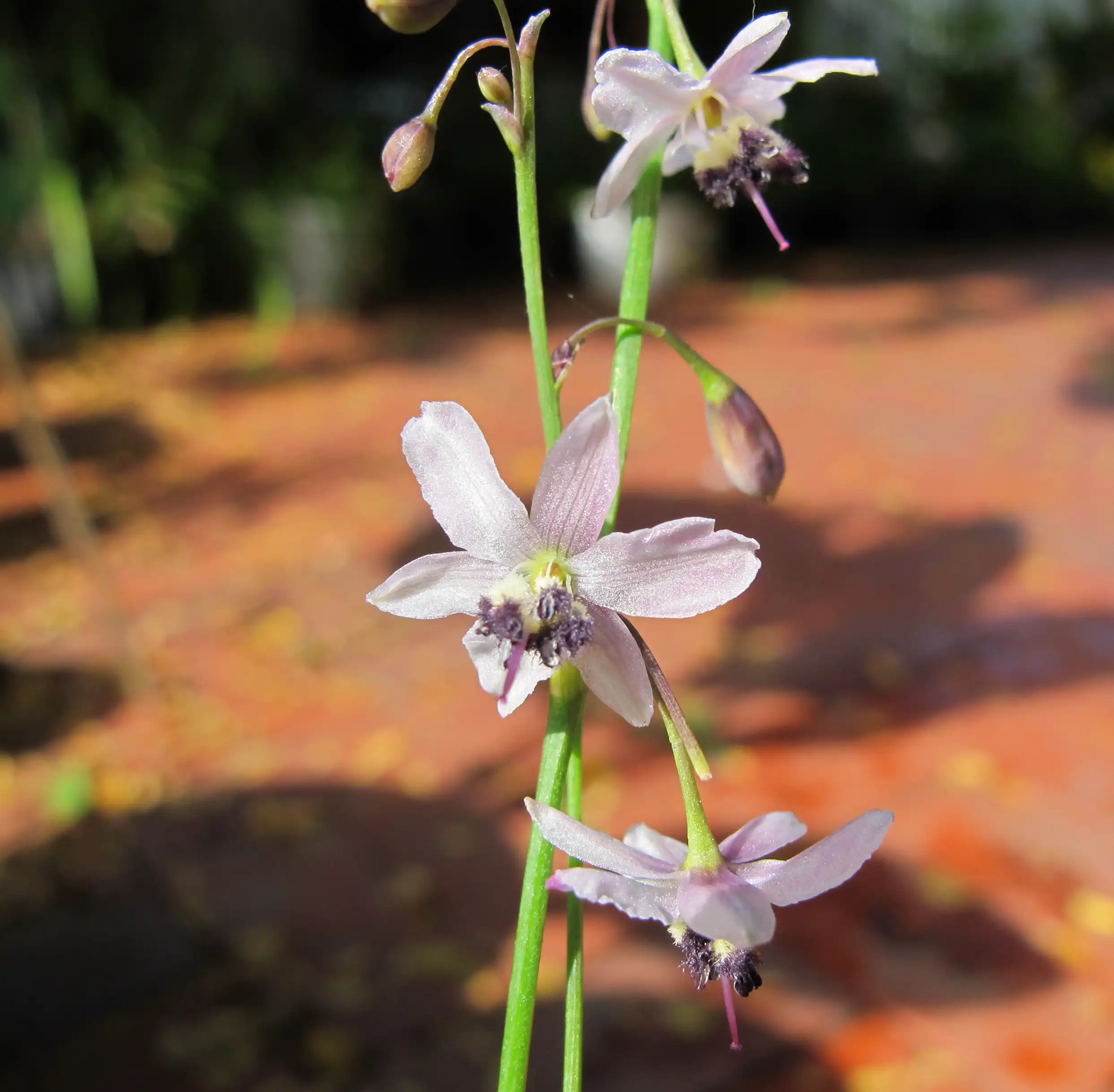 The Pale Vanilla-lily (Arthropodium milleflorum). Picture: Flickr/Nathan Johnson