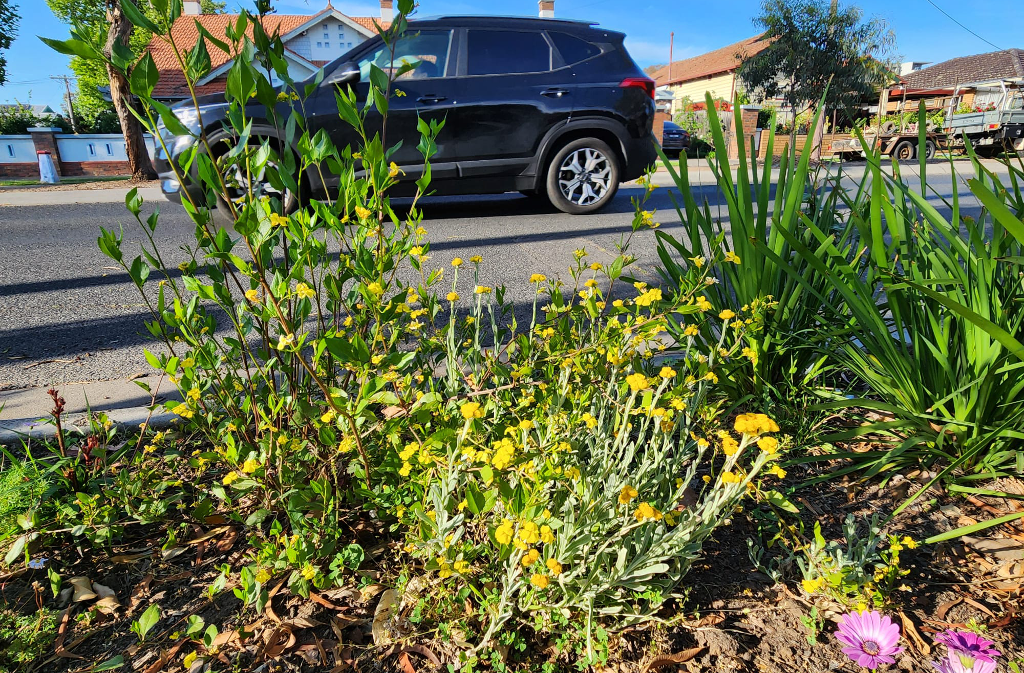 A photo of a nature strip beside a road