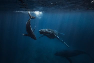 How whales struggle to navigate in a sea of noise pollution thumbnail image