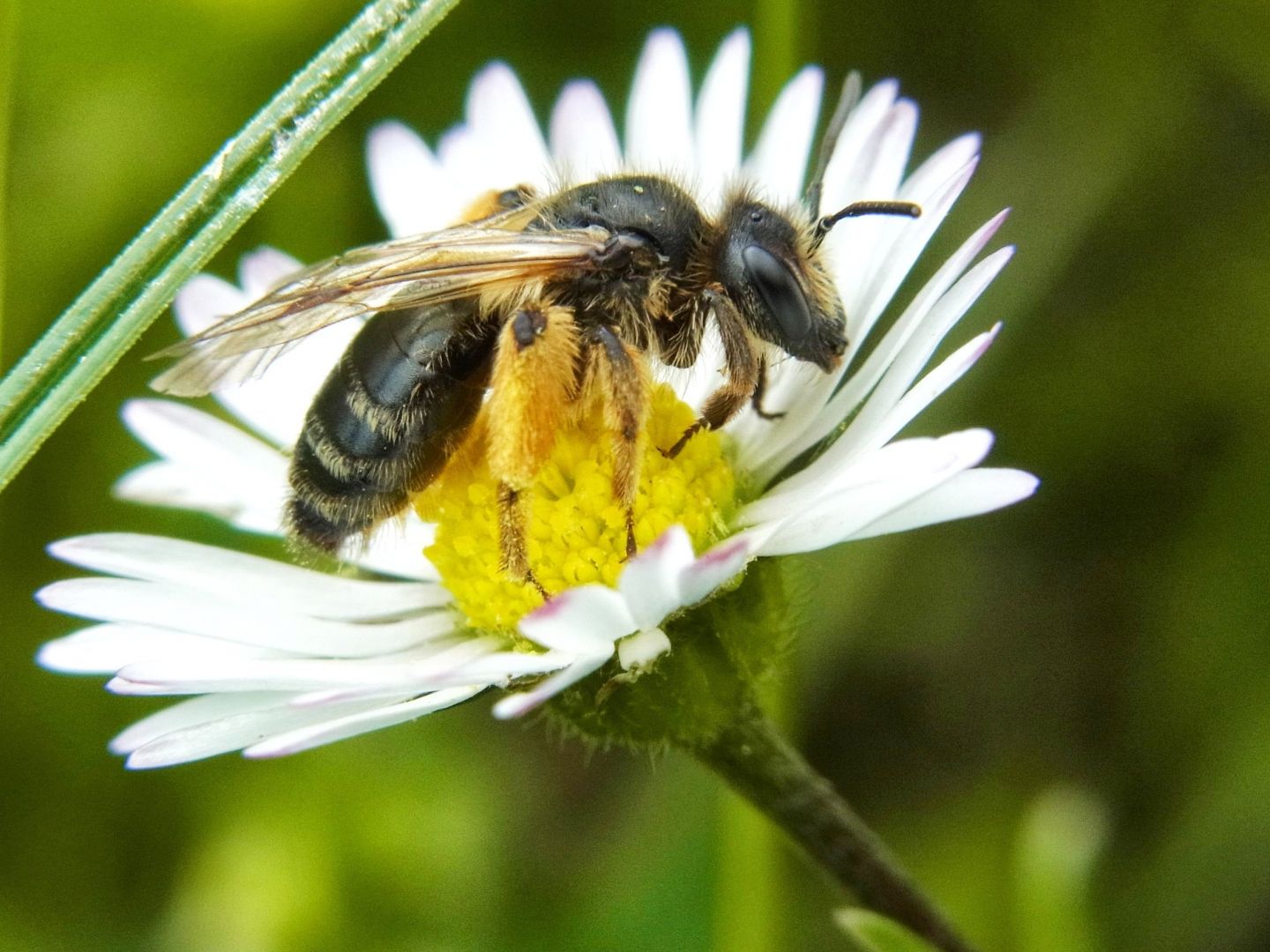 Thunderstorm asthma: Counting pollen to save lives | Pursuit by the ...