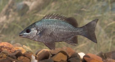 Meet Australia’s newest freshwater fish thumbnail image