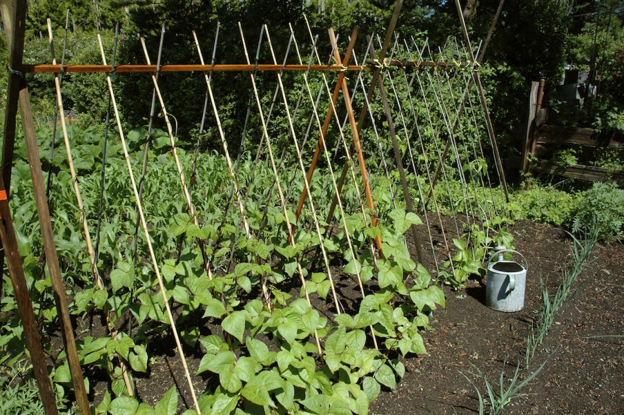 Veggie gardens are so hot right now thumbnail image