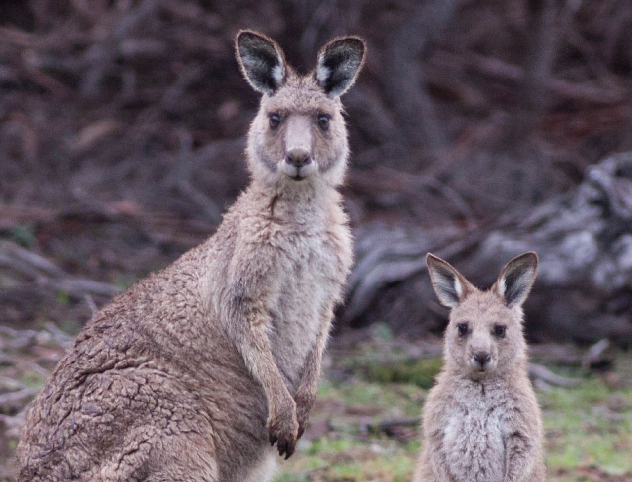 How staying close to mum pays off for kangaroos thumbnail image