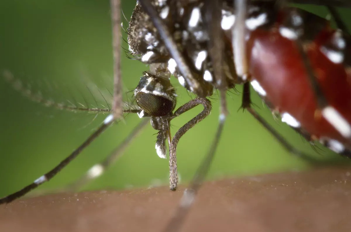 A close up of a mosquito drinking blood