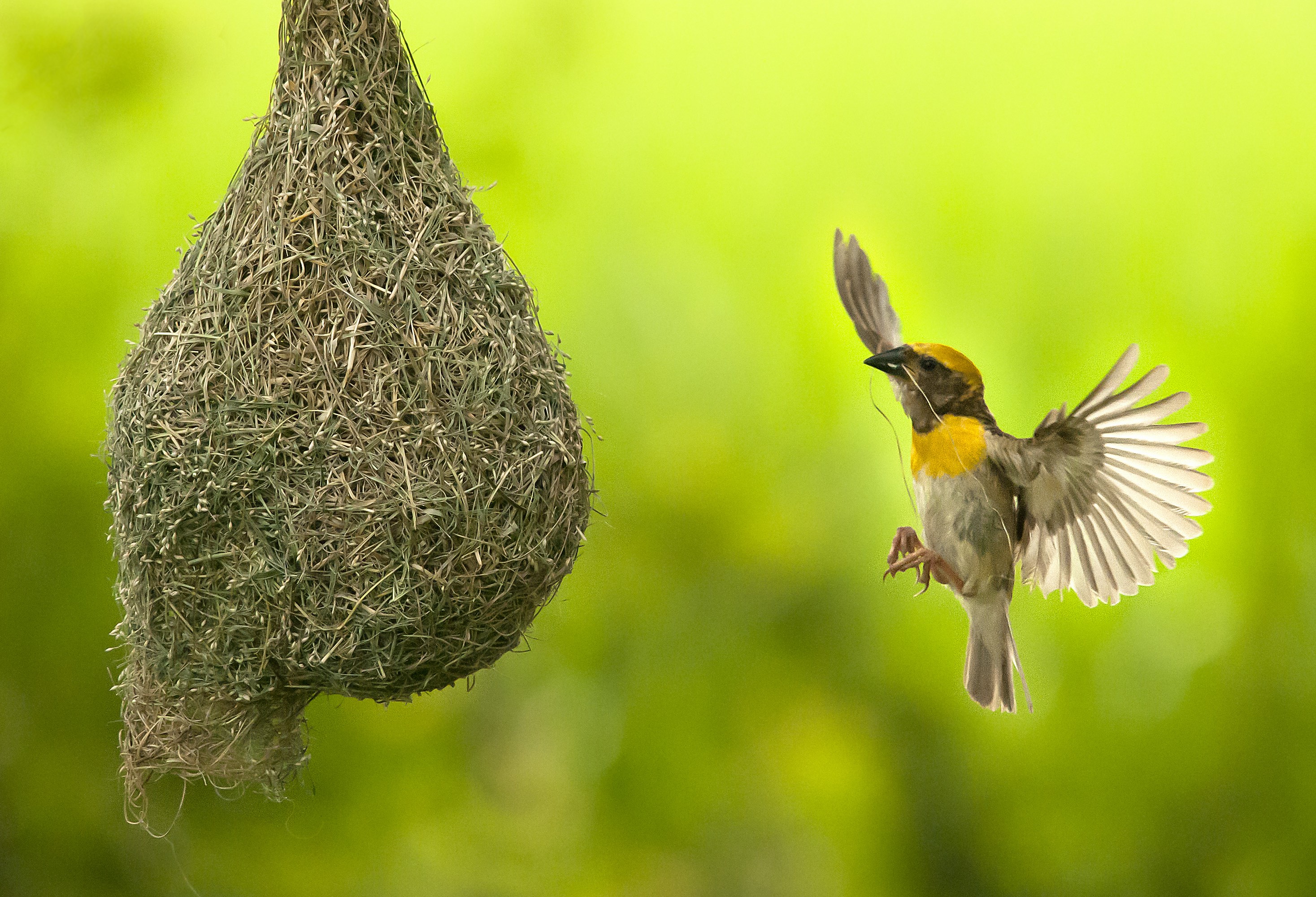 Weaver bird flying to nest