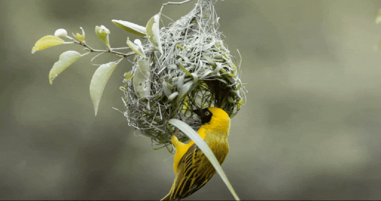Yellow baya bird weaving its nest in a green forest.