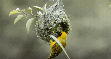 Yellow baya bird weaving its nest in a green forest.