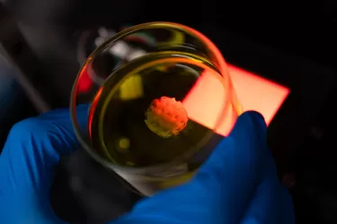 Person's hand wearing blue plastic glove and holding glass lab jar containing yellow liquid and cells