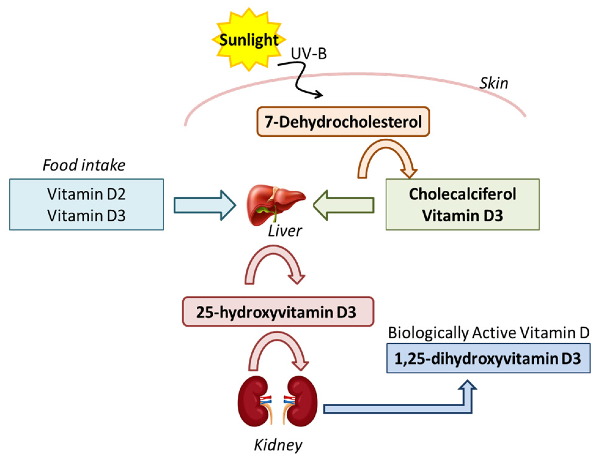 Vit D hormone production diagram