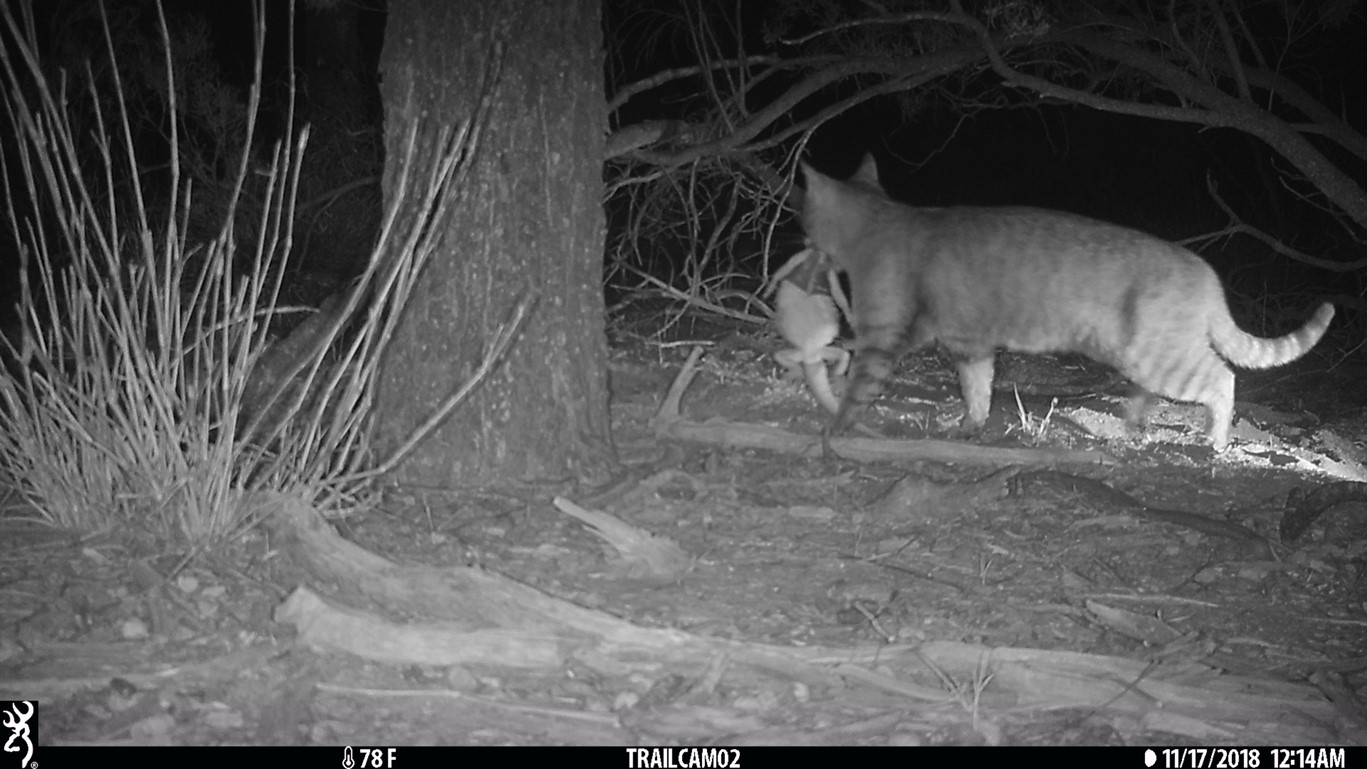 Night shot of a cat carrying a lizard in its mouth