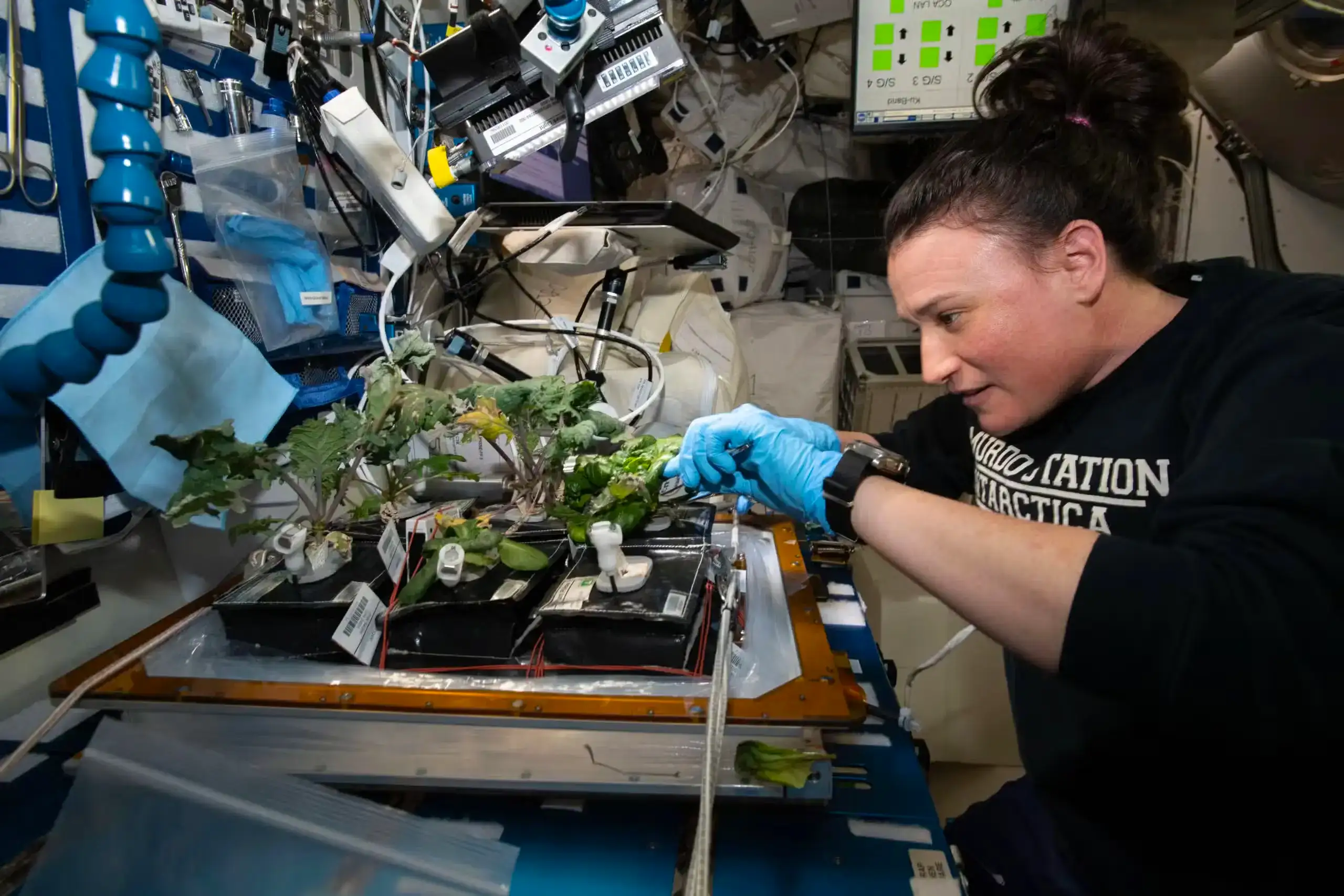 Astronaut Serena Auñón-Chancellor harvests red Russian kale and dragoon lettuce on the ISS