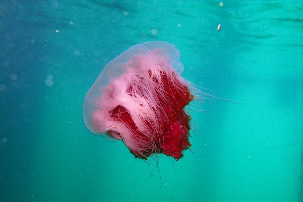 Lion's mane jellyfish in the sea