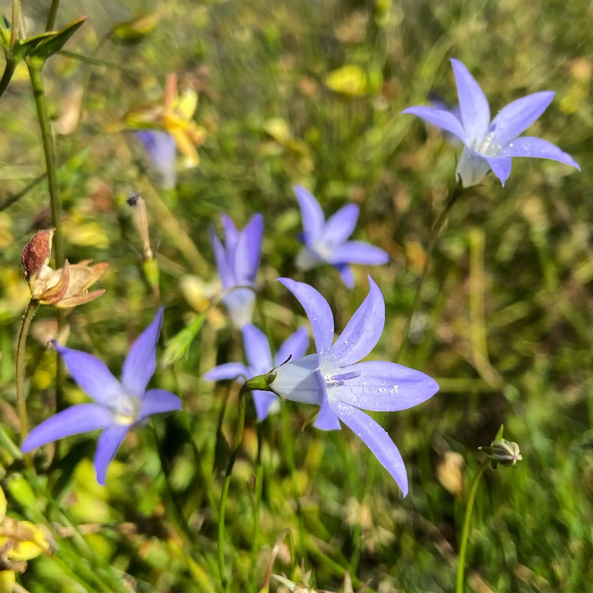 The Tufted Bluebell (Wahlenbergia capillaris). Picture: Dr Katherine Horsfall