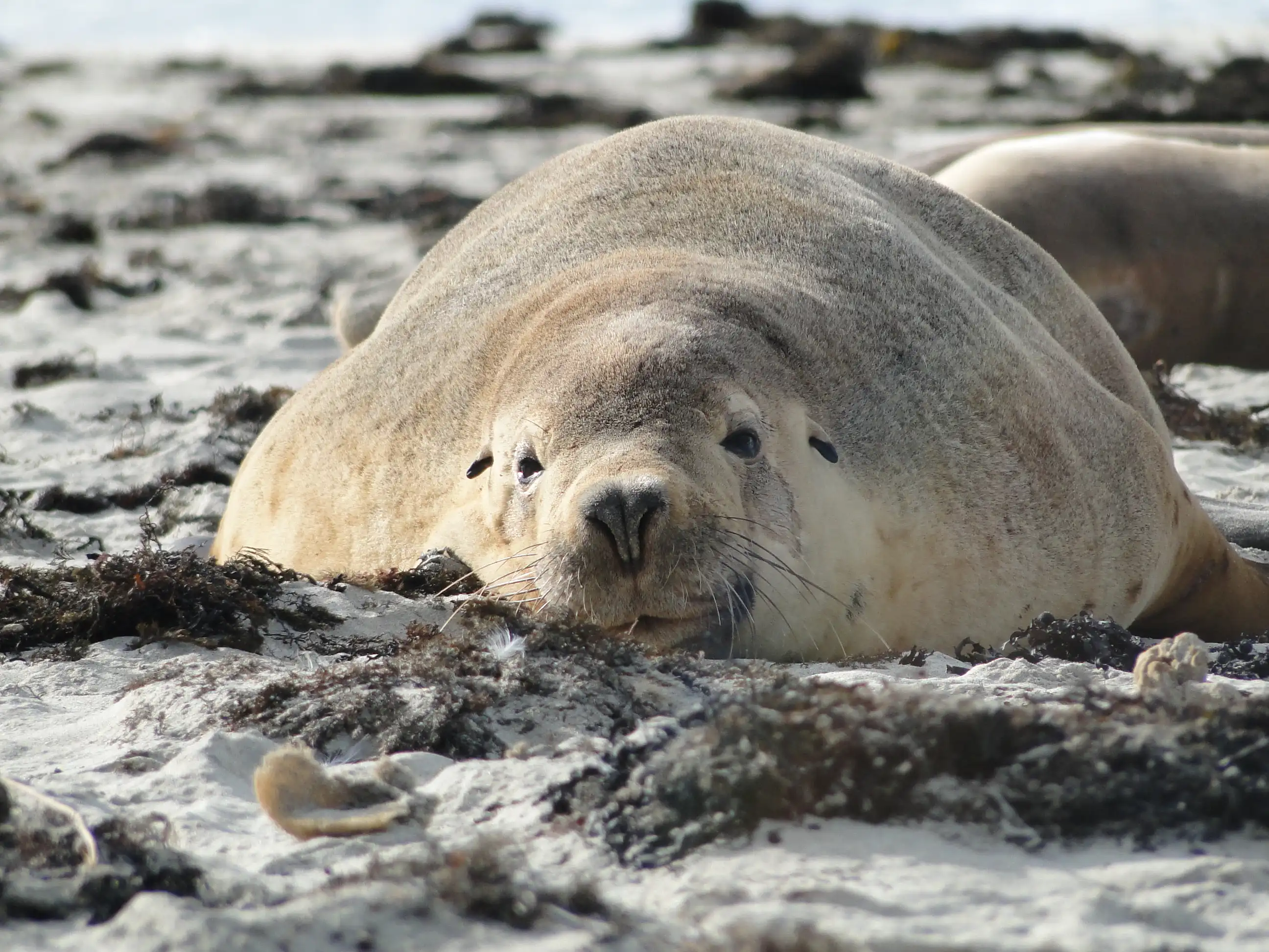 An Australian sea-lion on a beach