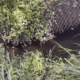 A rakali swimming along the edge of a fenced area in muddy brown water