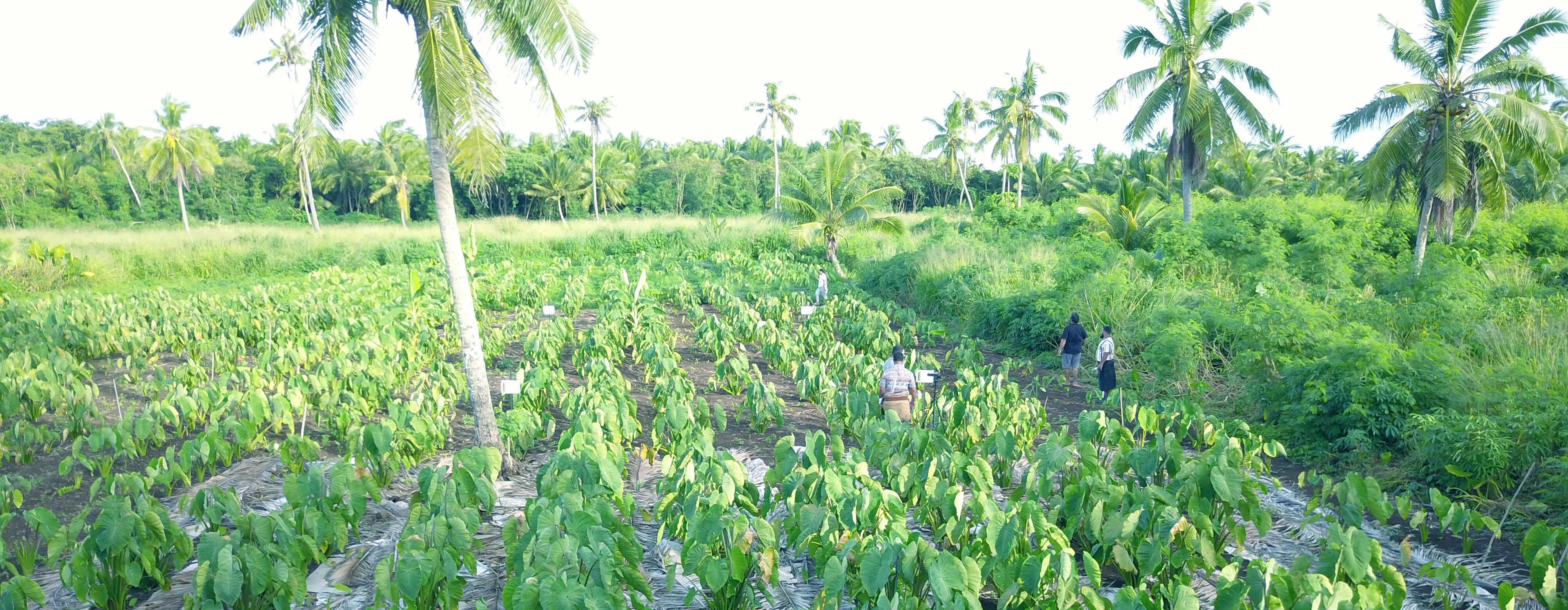 Pacific Farmers Climate_ Wideshot research site