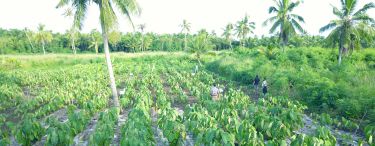 Pacific Farmers Climate_ Wideshot research site