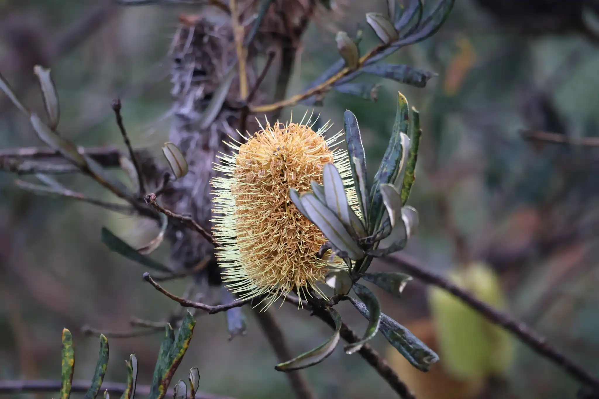 A close up of a banksia tree flower