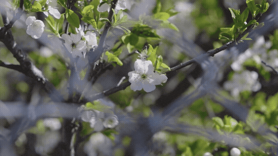 Flowers blossoming behind a chain link fence