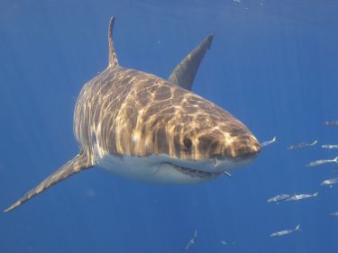 Sharks: How a cull could ruin an ecosystem thumbnail image