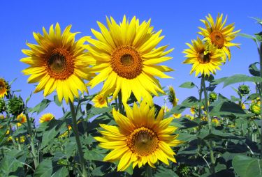 How sunflowers track the sun thumbnail image