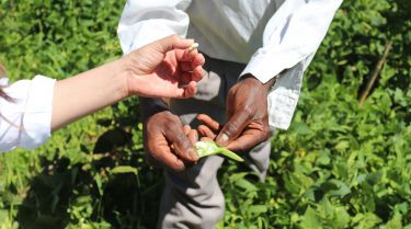 From Burundi to Australia: Transplanting farming know-how thumbnail image