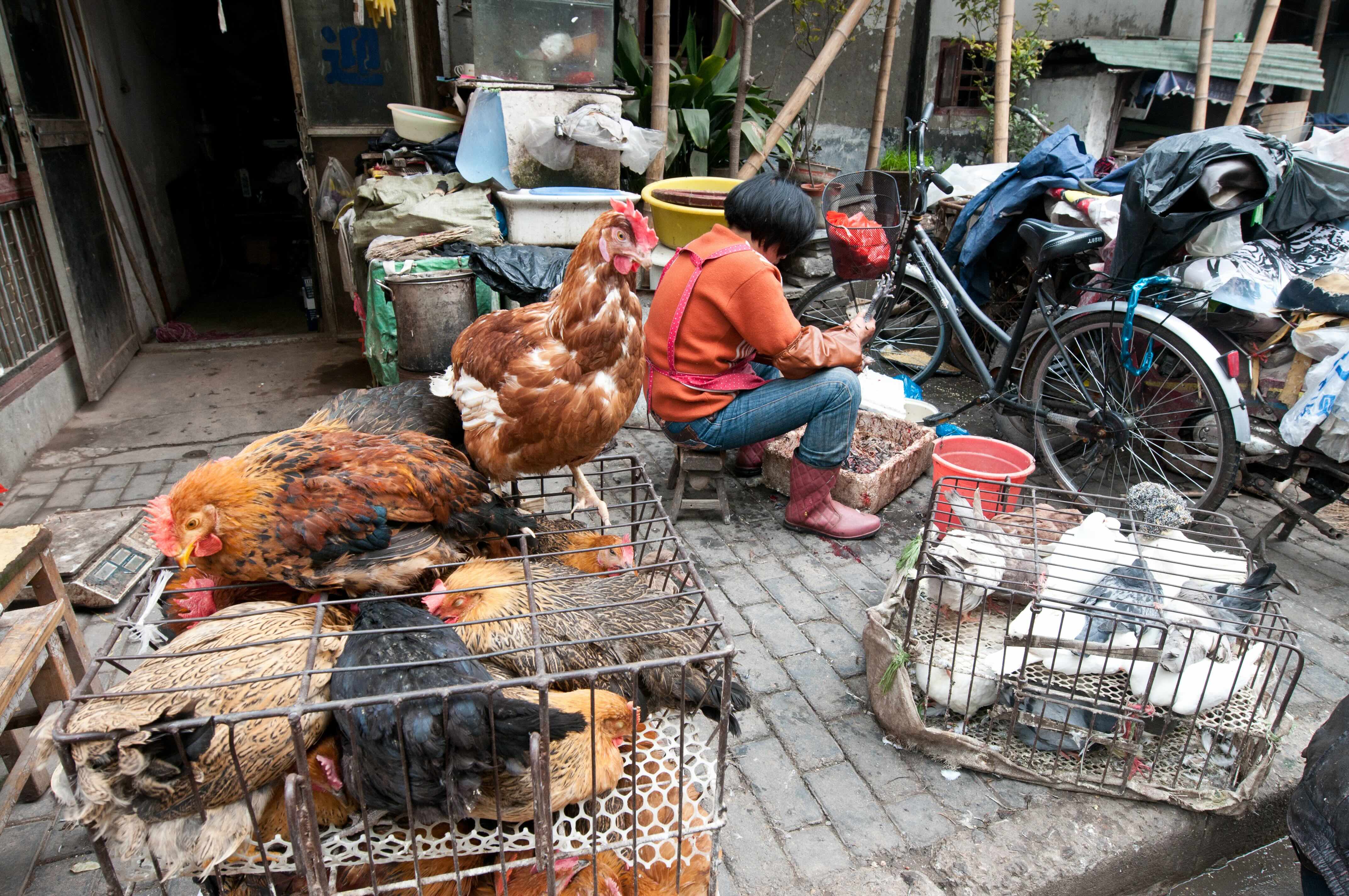 A woman sitting next to caged chickens in a market