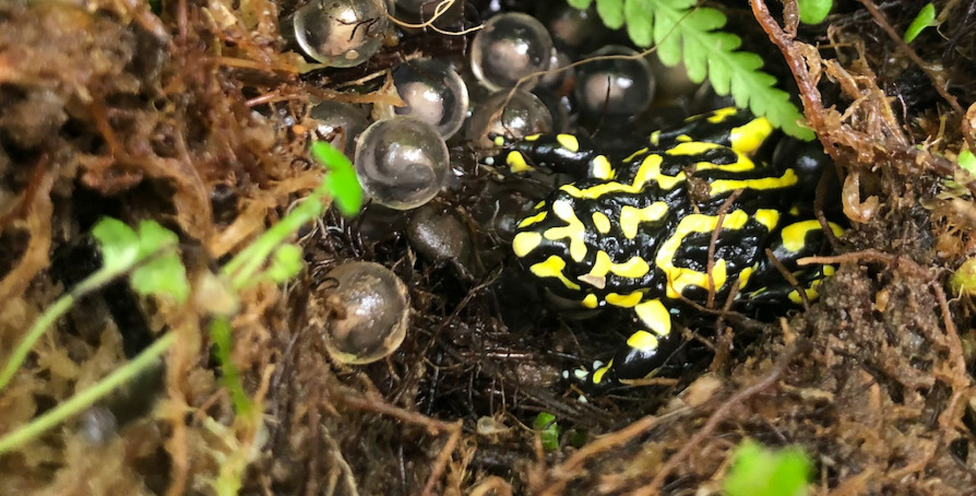 Male Corroboree frog and eggs captive bred_Melbourne Zoo: Damian Woodall