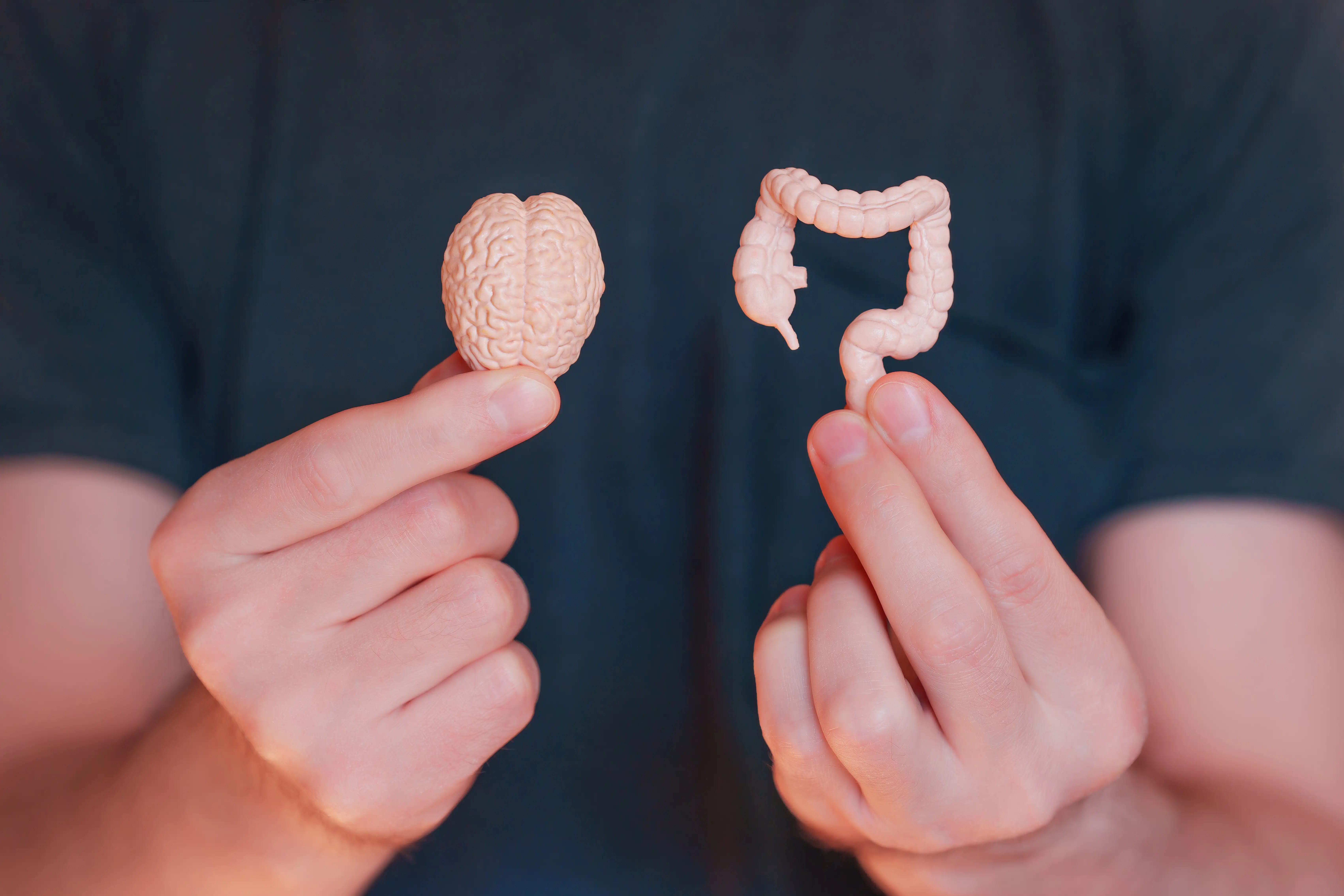Close-up of two miniature models: one of a brain and the other of a gut. Both models are held in hands, symbolizing the connection between the two organs