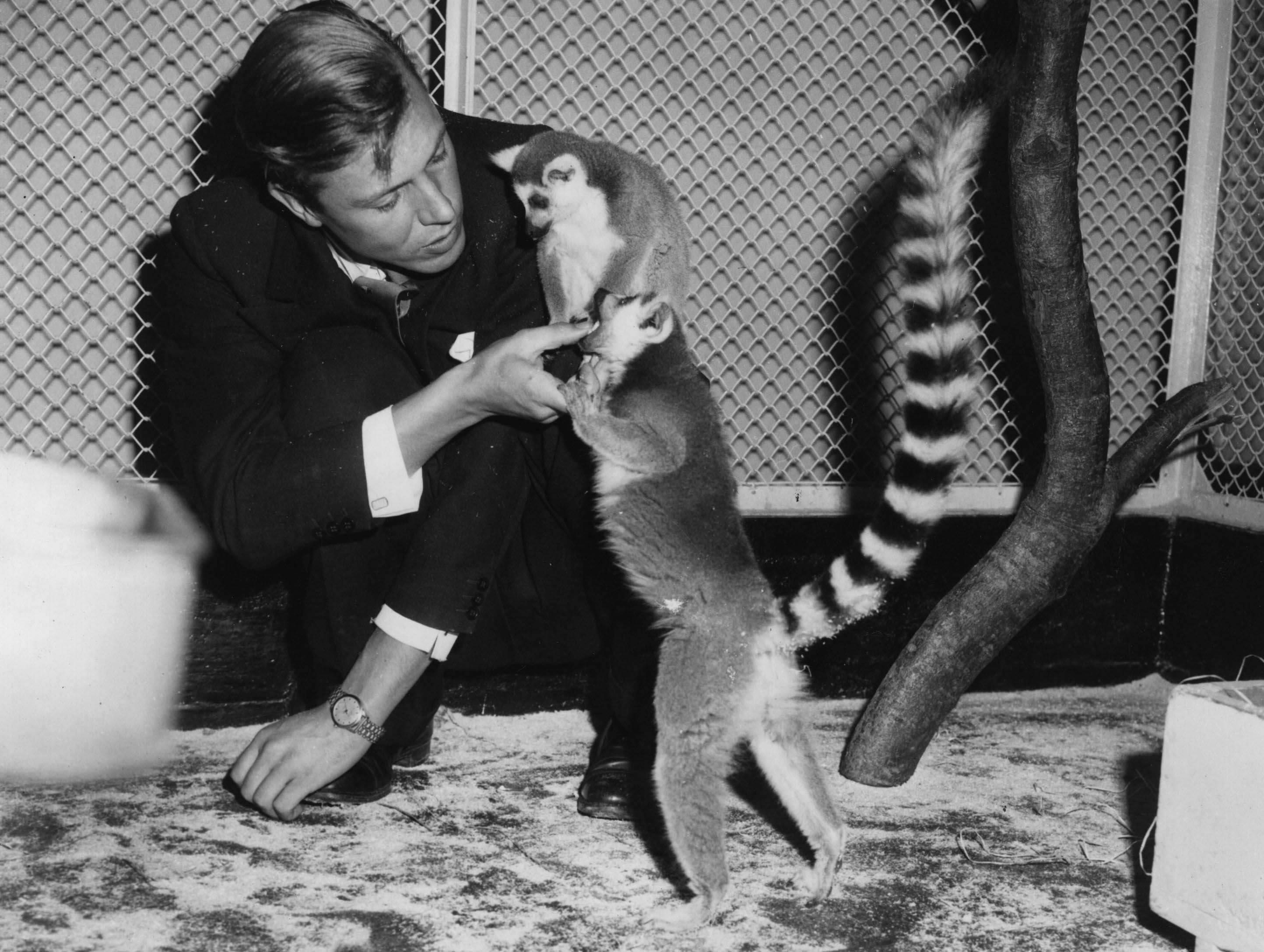 English naturalist and broadcaster Sir David Attenborough with two ring-tailed lemurs
