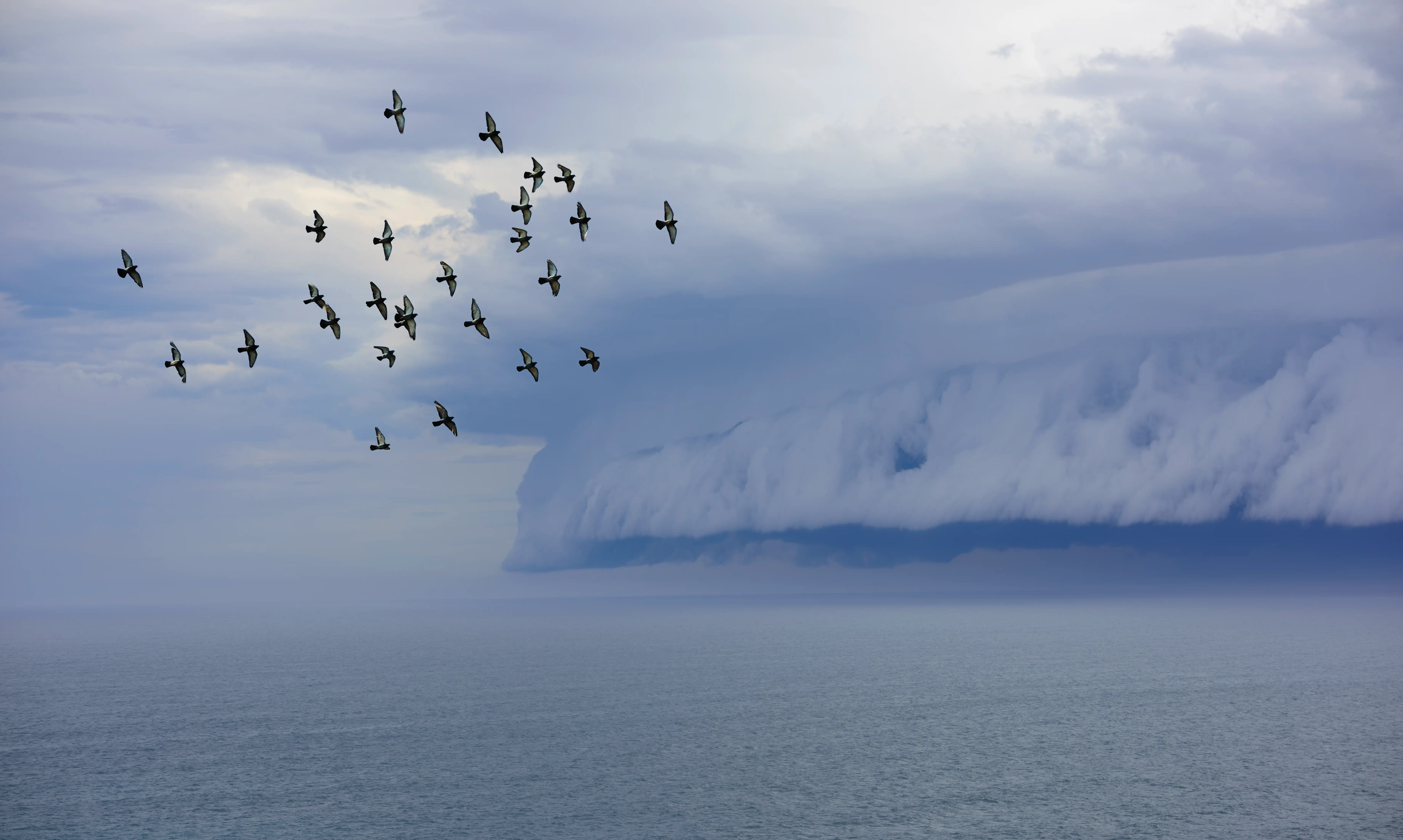  Flock of birds flying ahead of a supercell shelf cloud over sea 