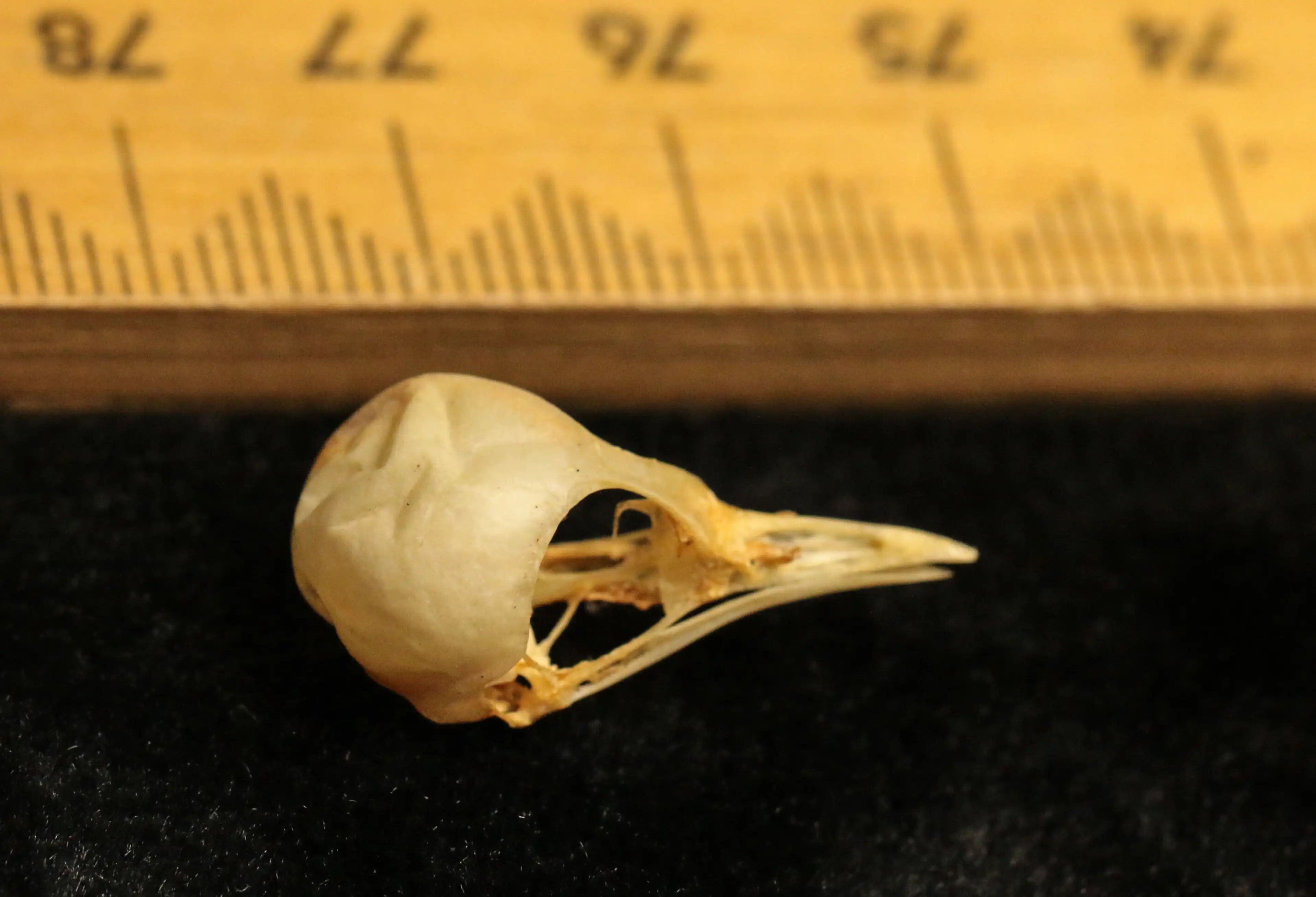 A close-up of a tiny Southern Emu-wren skull next to a ruler, measuring roughly 1.5 to 2.0 cm in length.