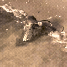 A rakali plays on a rock on the shoreline before jumping into the water to swim