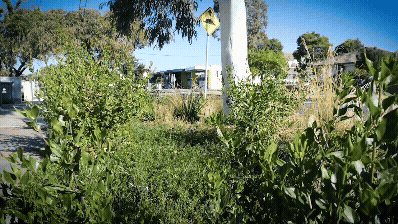 Low-growing natives support biodiversity and soften the streetscape. Video: Darcy McDonald 