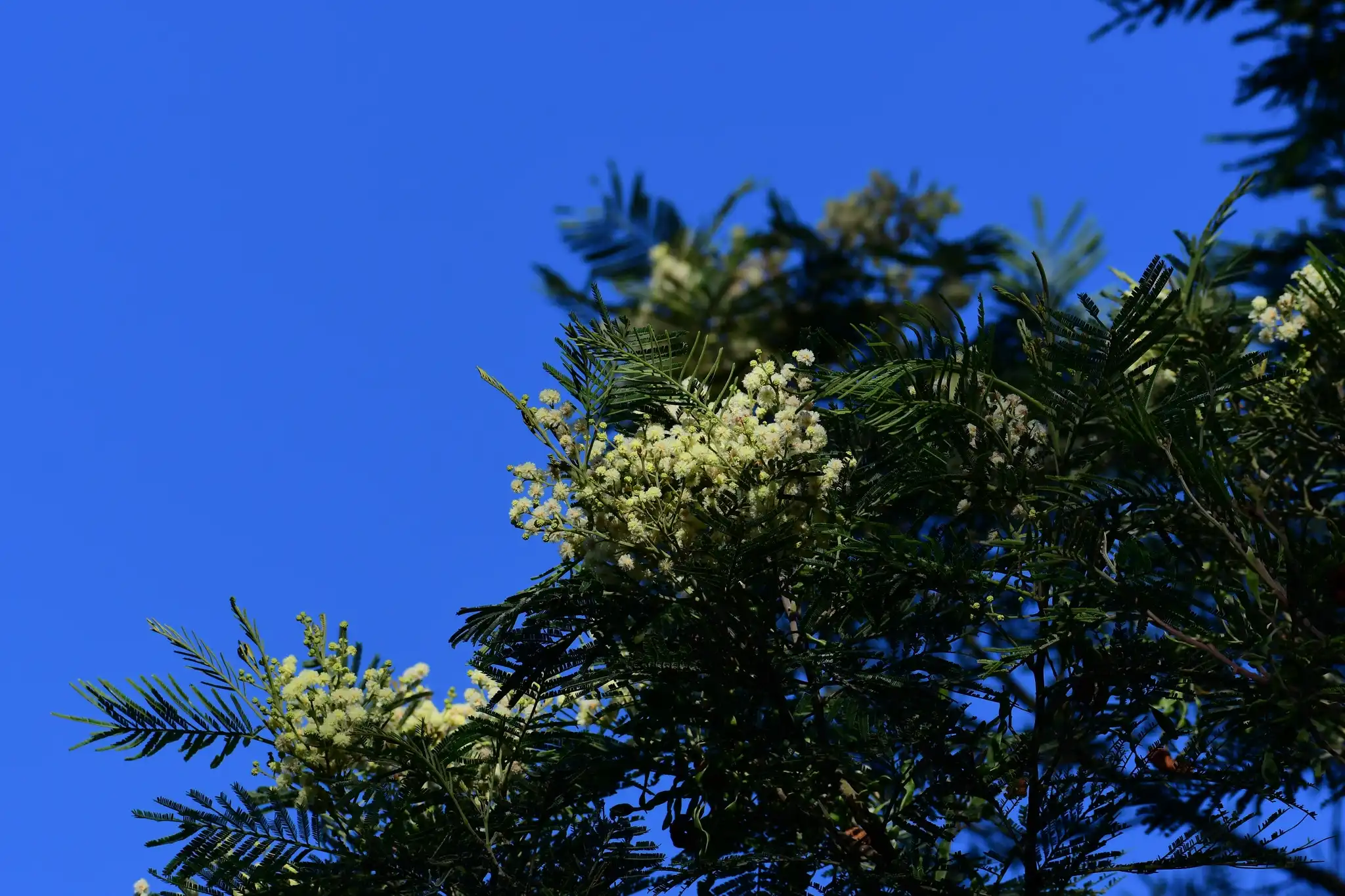 Flowering Black Wattle trees in a blue sky