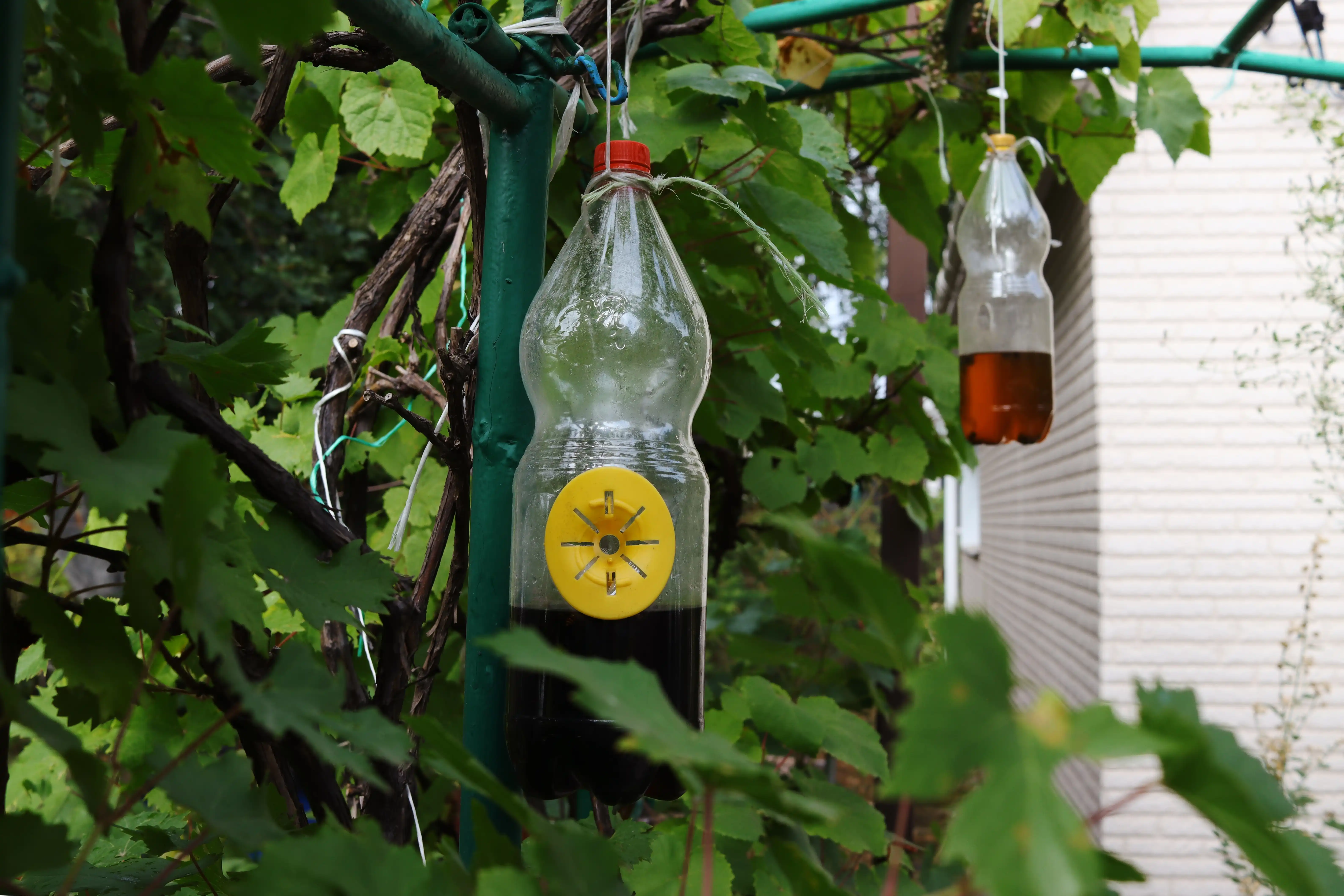 Water bottles hanging on a tree as a makeshift bug repellent