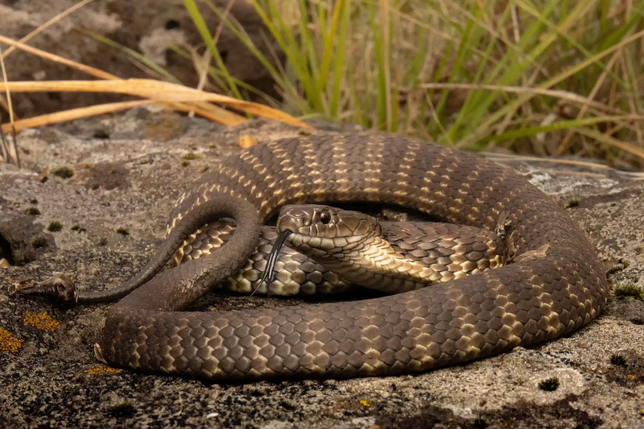A curled up tiger snake in leaf litter