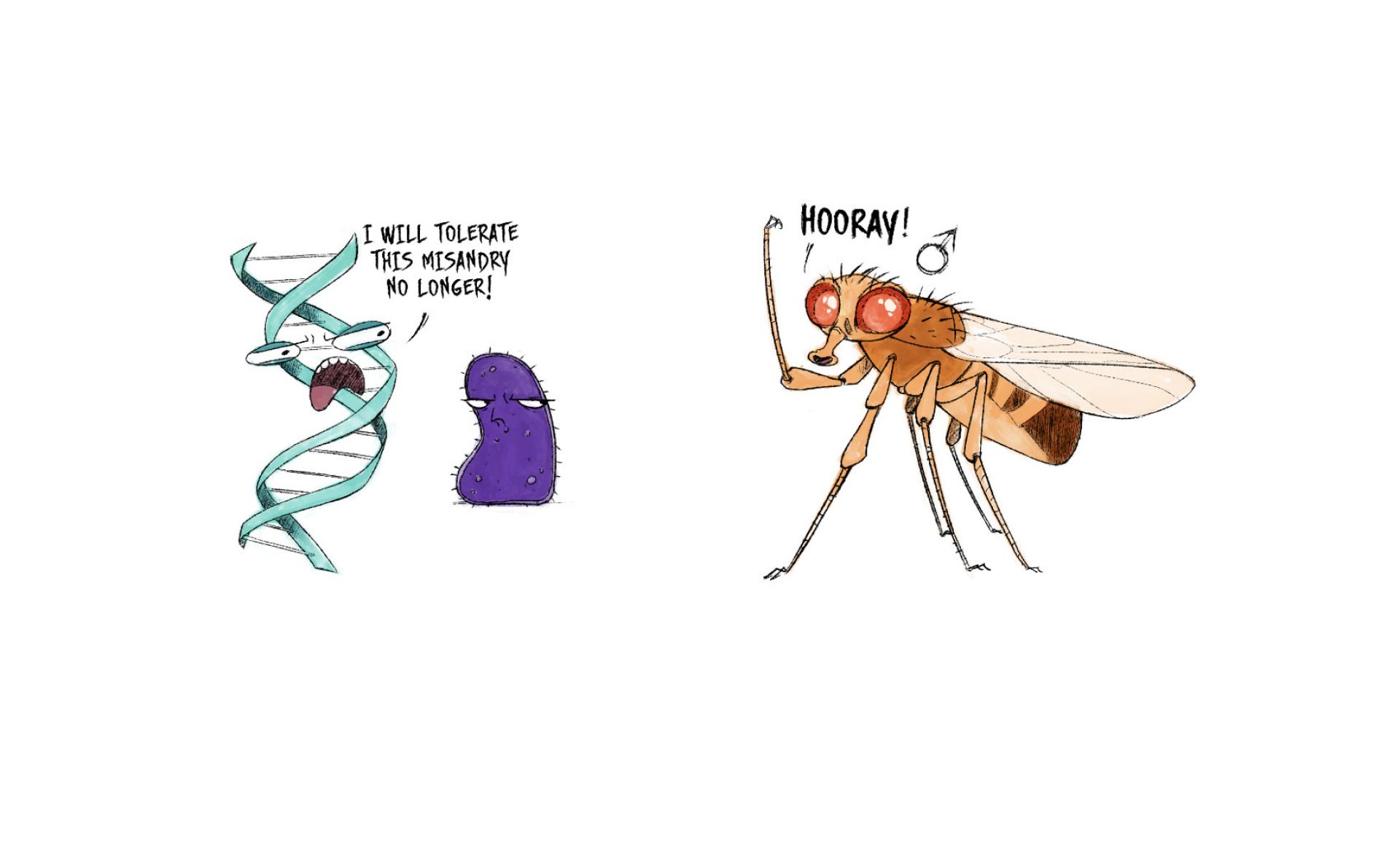 The fly DNA fighting killer bacteria | Pursuit by the University of ...