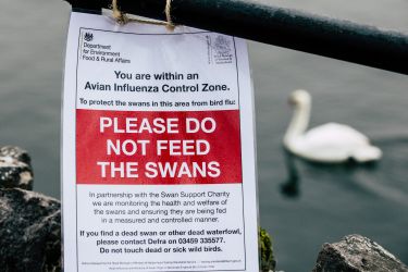 Tracking avian influenza to safeguard Australia thumbnail image