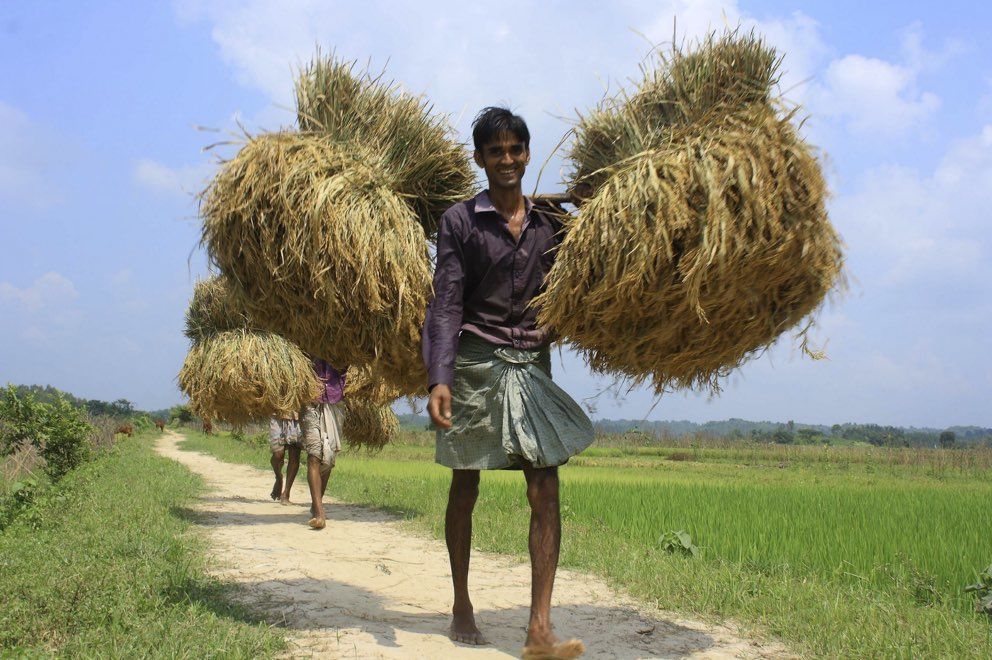 Farmer carries his rice harvest.
