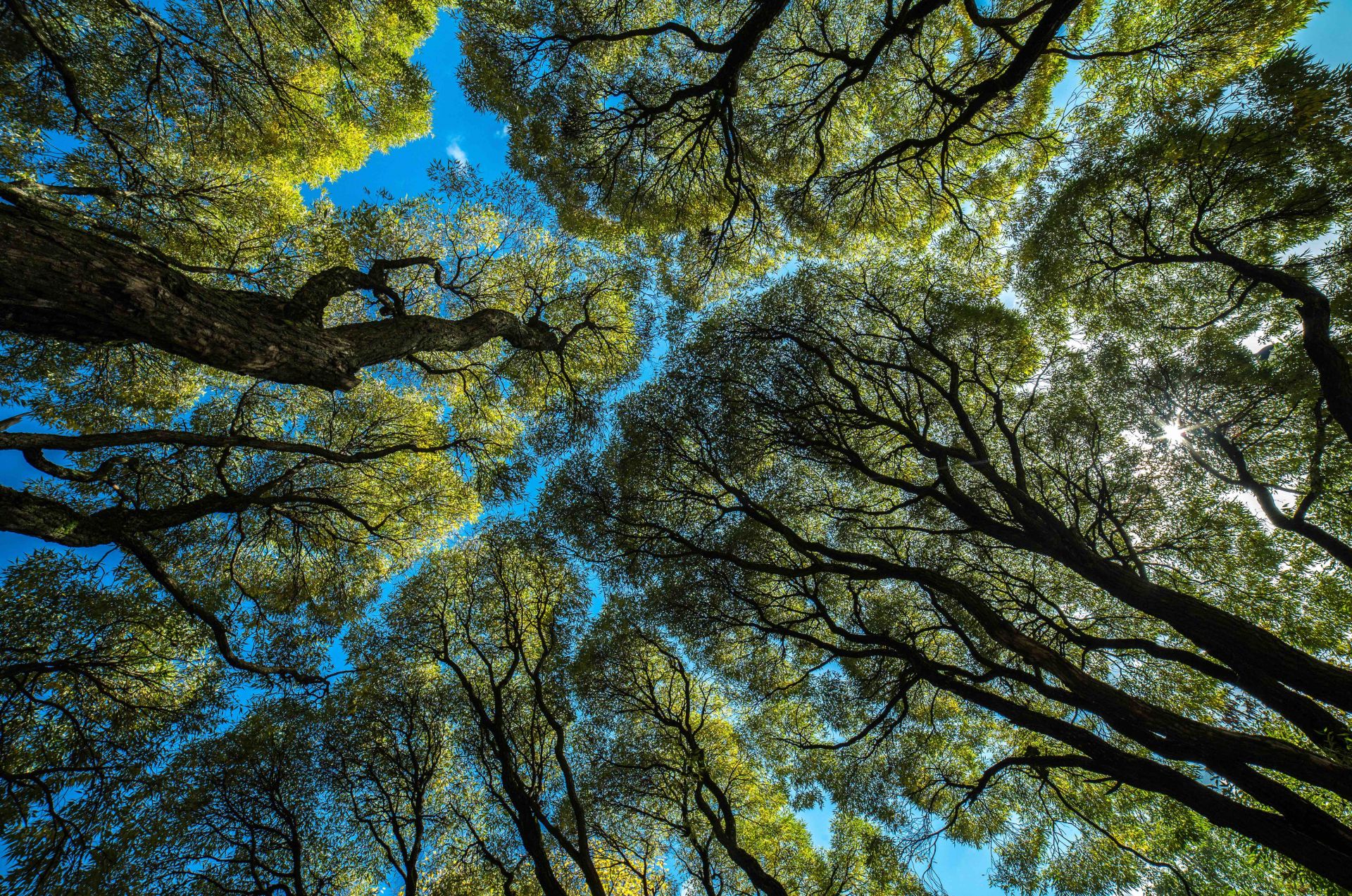 Tree canopies