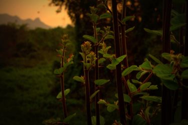 Flowers in the jungle at sunset