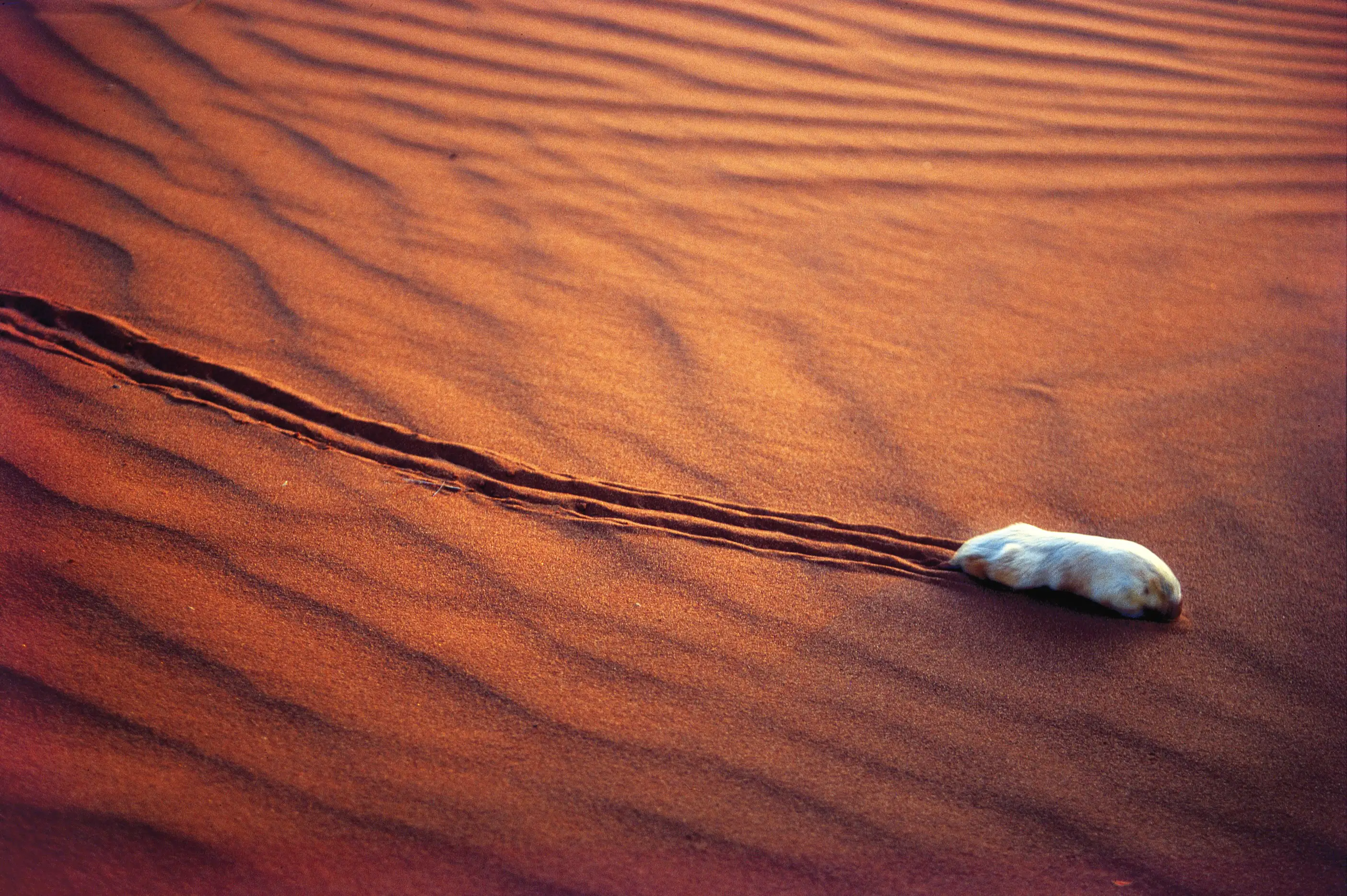 A marsupial mole 'swims' across the desert