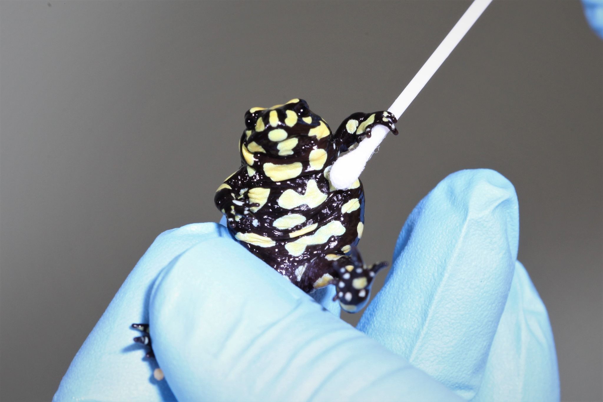 Corroboree frog armpit swab