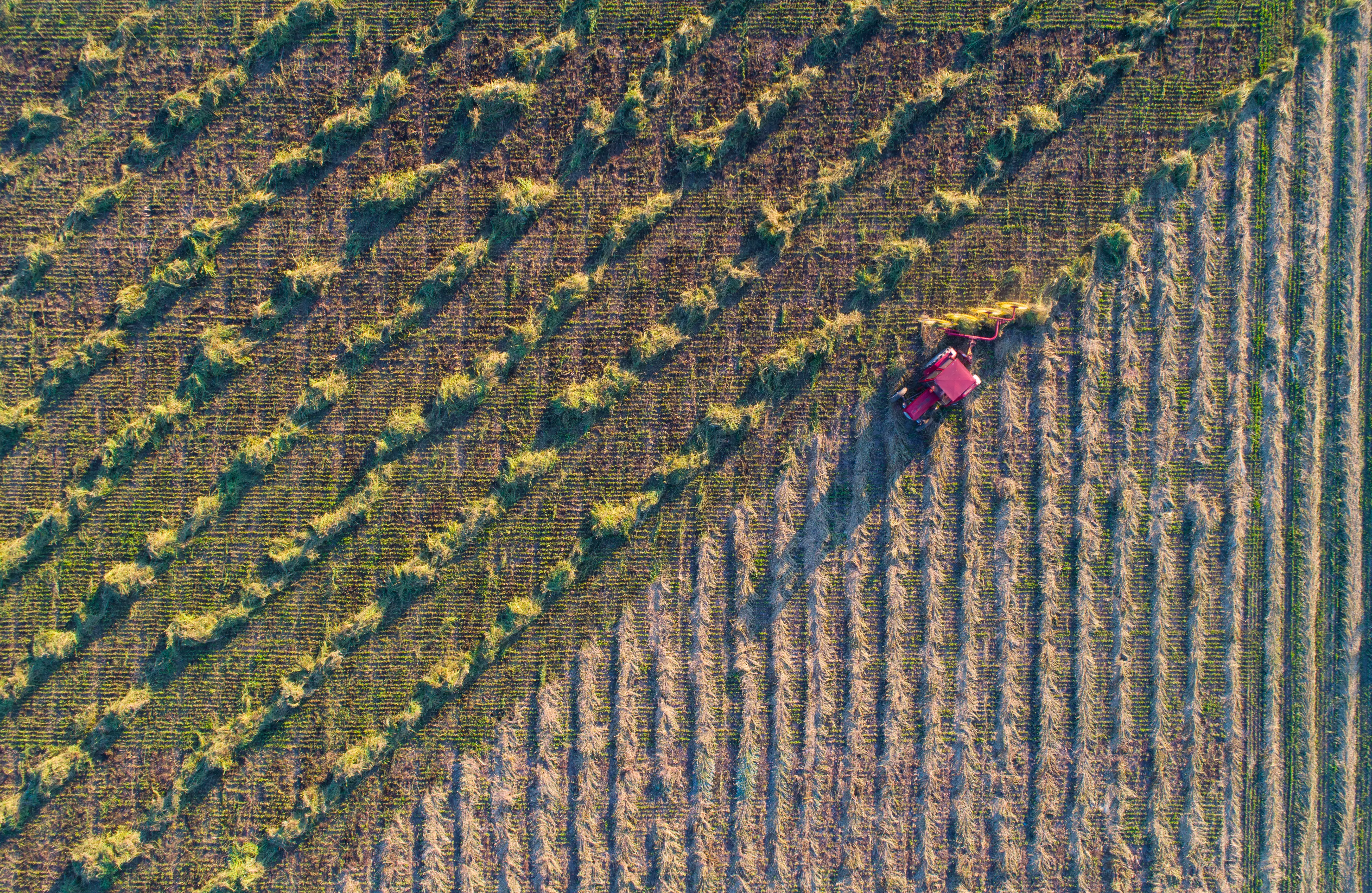 Top view of tractor with hay tedders collecting dry lucerne for balling in field, shoot from drone