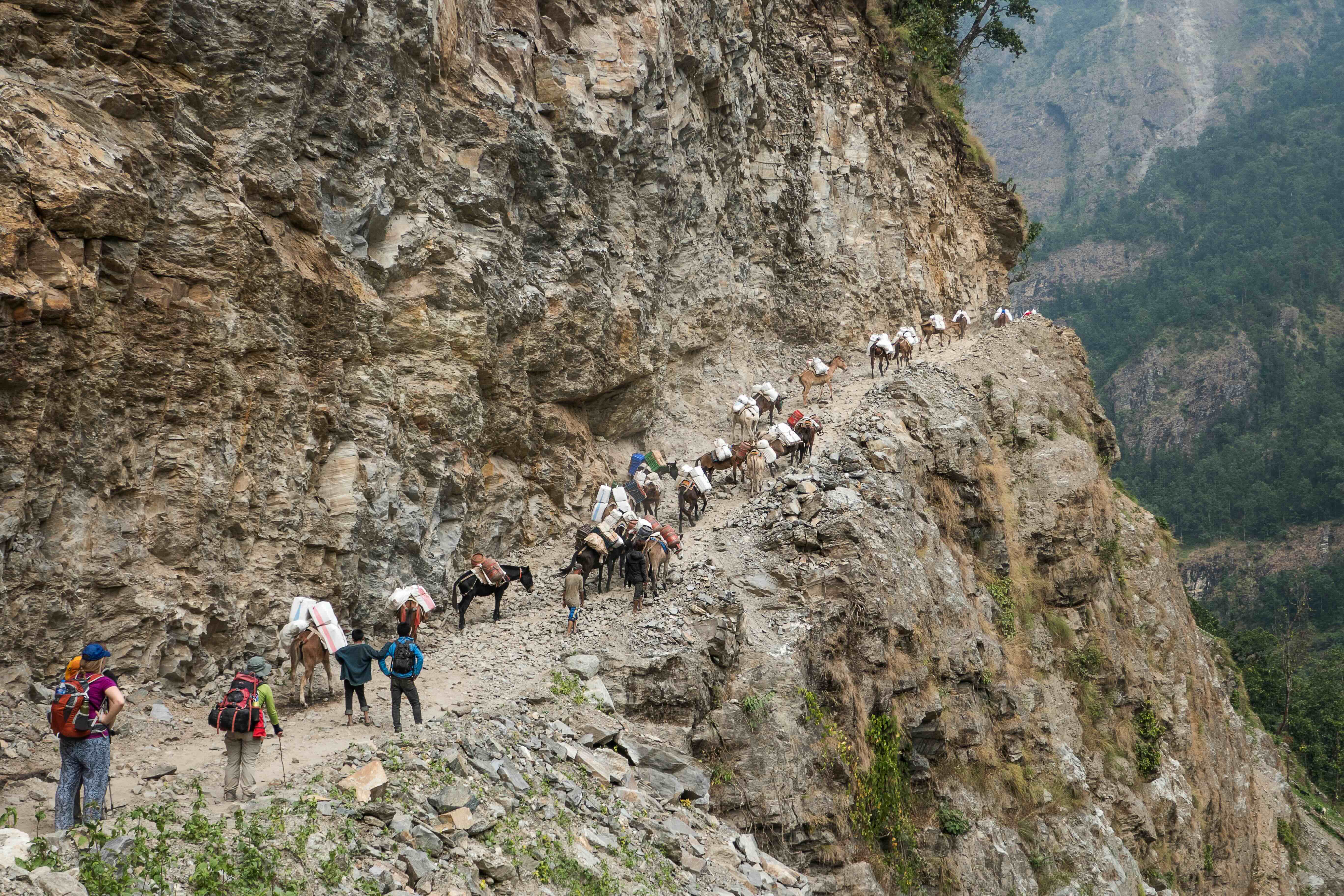 Donkey carrying tourist goods on trek
