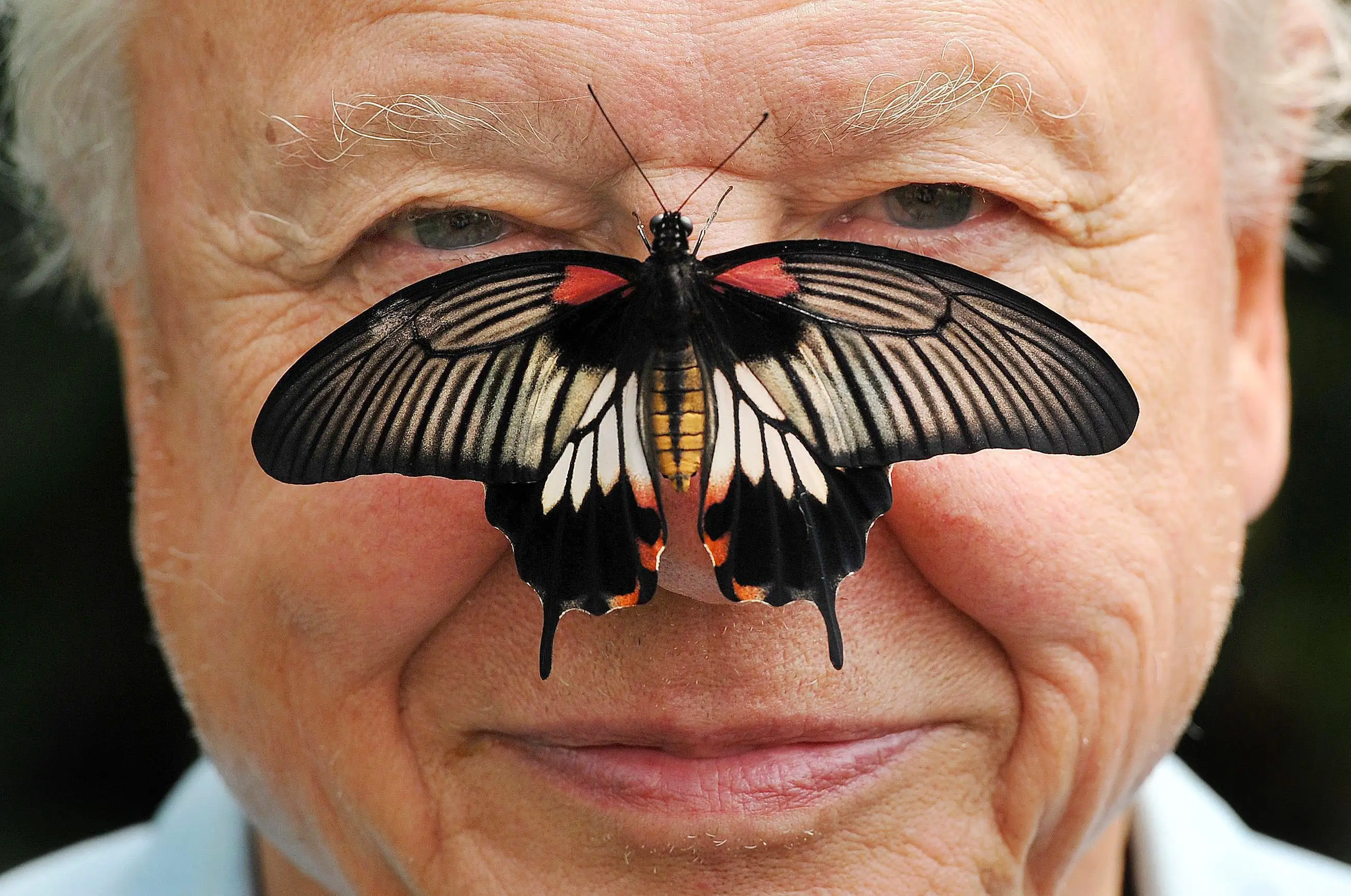 Sir David Attenborough with a south east Asian Great Mormon Butterfly on his nose