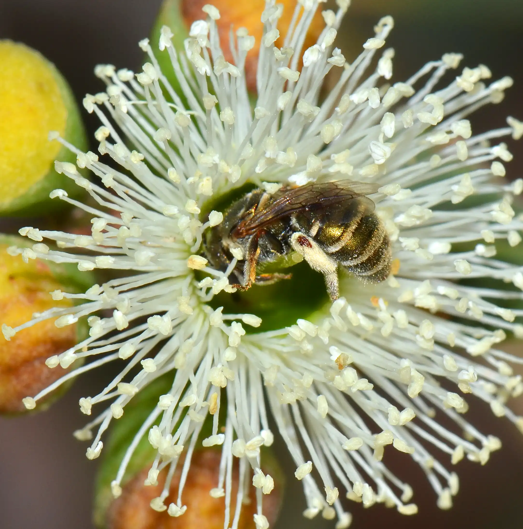 The metallic green nomia bee (Lipotrchies flavovoridis) Picture: Flickr/Jean and Fred Hort