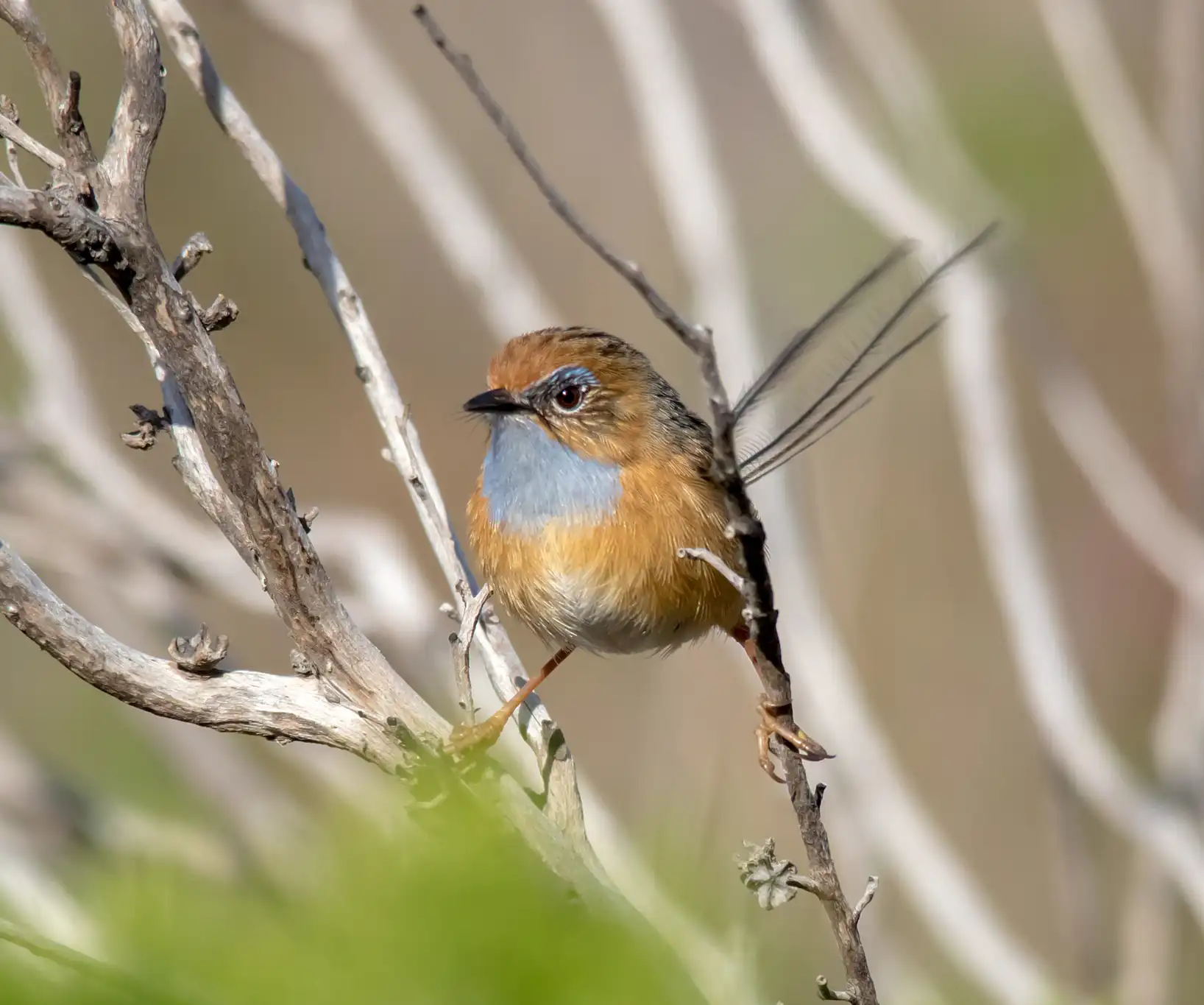 A Southern Emu-wren in a tree